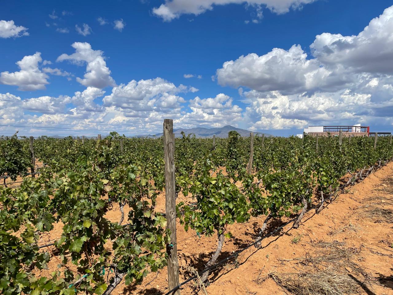Sonora mantiene el primer lugar en producción de uva de mesa en México 